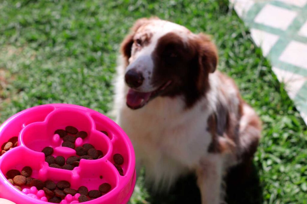 comedouro-lento-dog-2