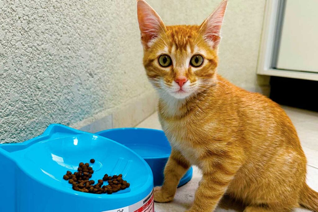 comedouro-para-gatos